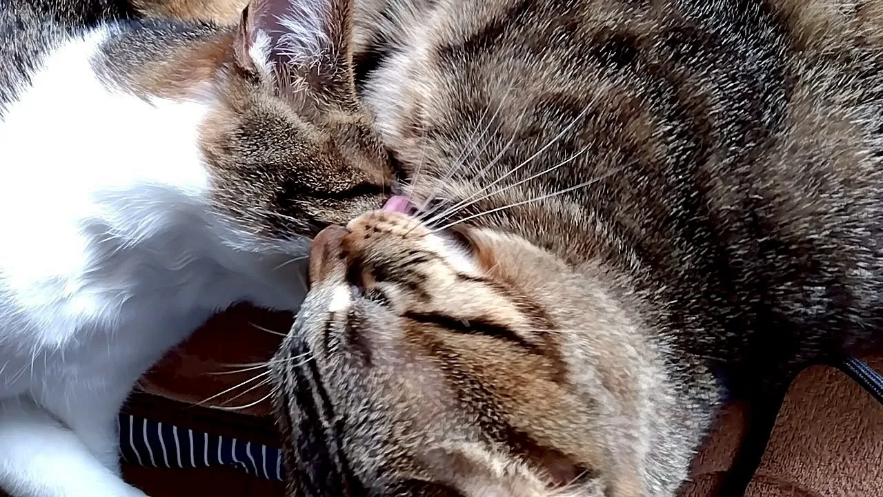 飼い猫「マル」
